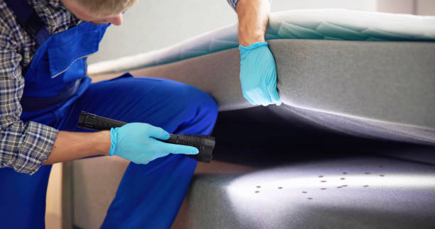 Wasp Removal Services in Southchase, FL