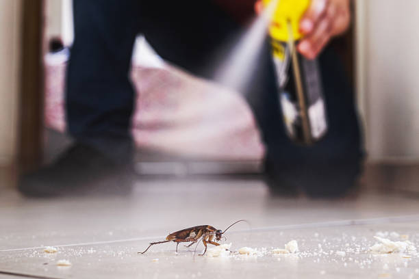 Insect Control in Southchase, FL